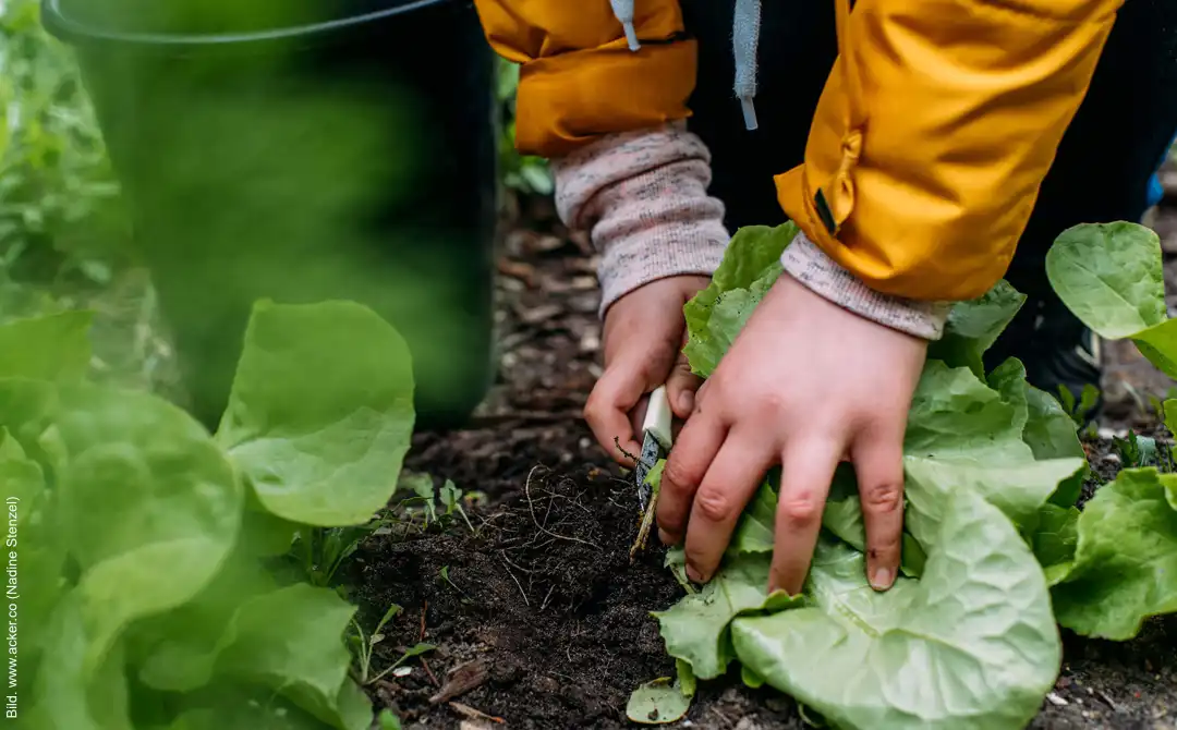 Mit OKR und Dragon Dreaming die Vision verwirklichen: Alle Kinder sollen in ihrer Schule einmal in einem Garten ackern.